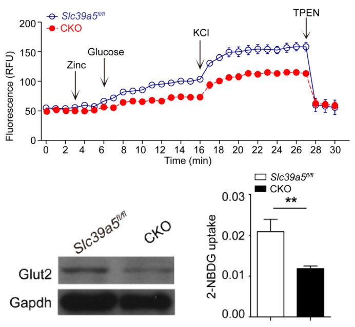 图4. Slc39a5敲除损伤了胰岛β细胞的锌离子及葡萄糖摄取能力.jpg